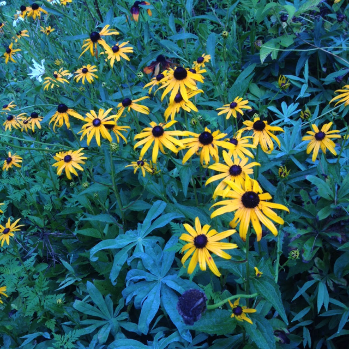 Rudbekia