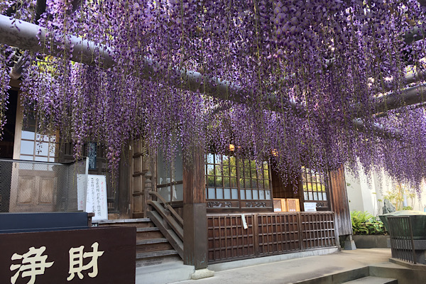 北九州 吉祥寺 風に揺れる藤の花を眺めながら 藤ソフトクリーム Trill トリル