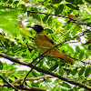 Black-hooded oriole (Juvenile)