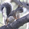 Douglas Squirrel