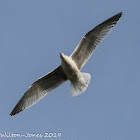 Kittiwake