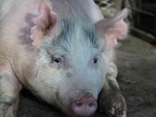 This pregnant sow is carrying human-pig chimera embryos photo/courtesy