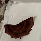 Purplish Metarranthis Moth