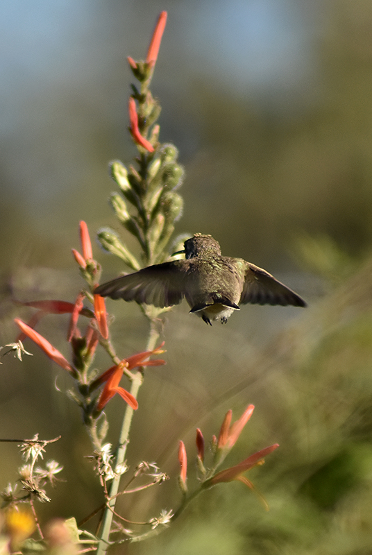 Costa's Hummingbird