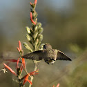 Costa's Hummingbird