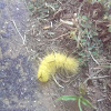 American Dagger Moth