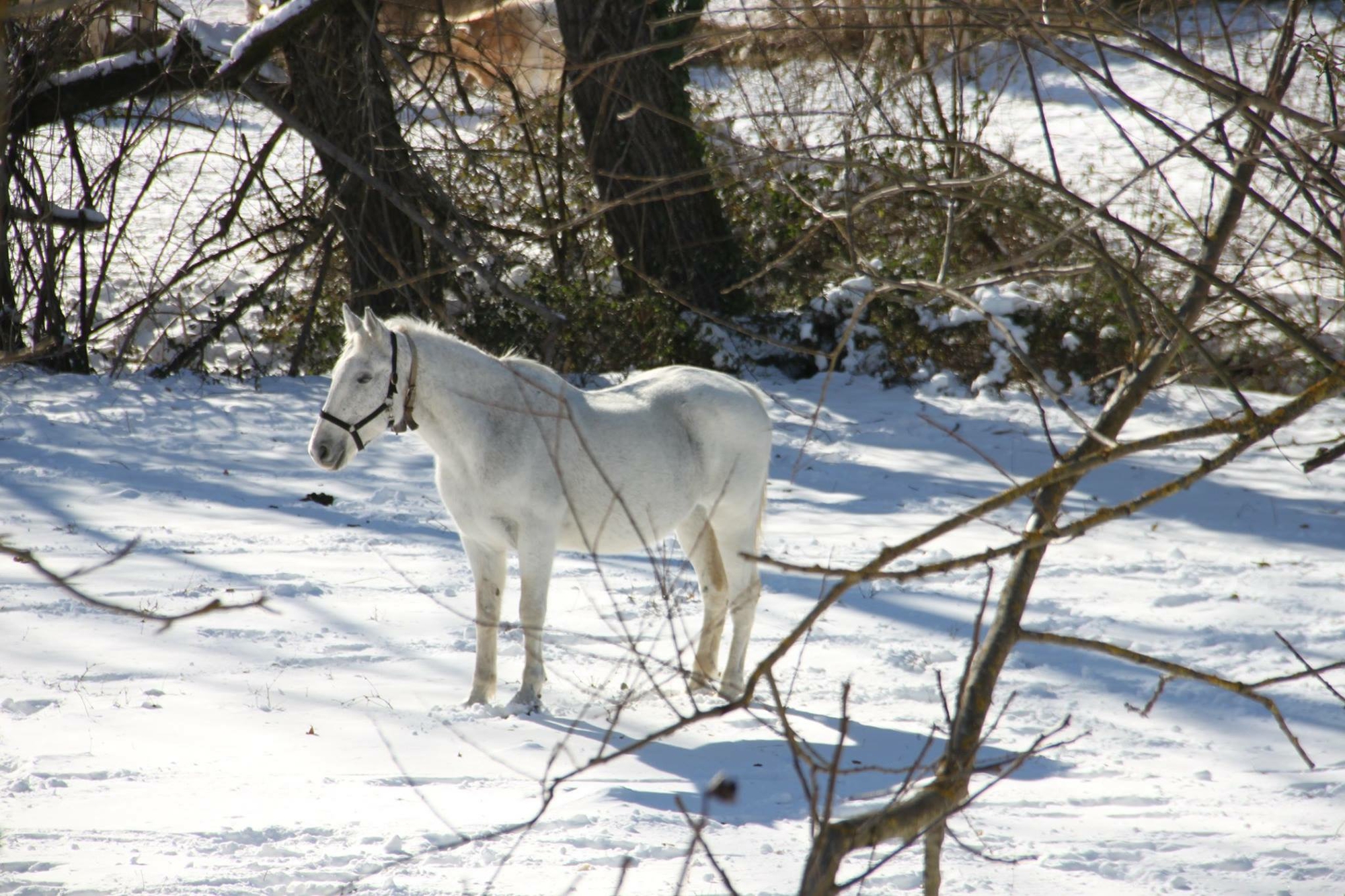 Bianco su bianco  di ele23