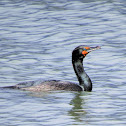 Double-crested Cormorant