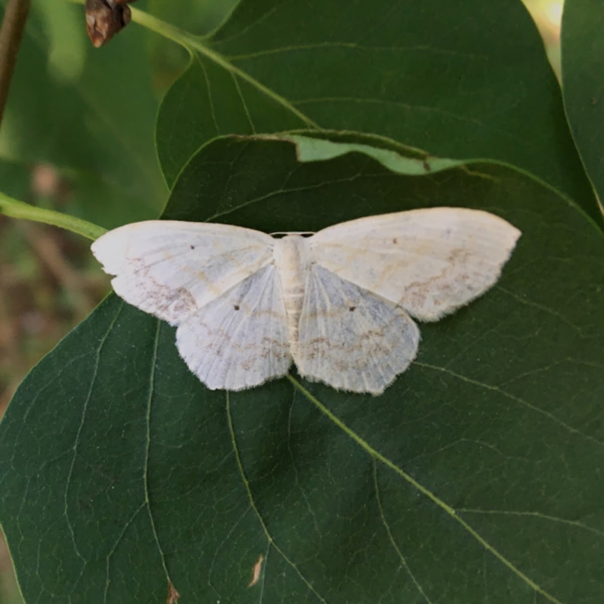 Large Lace-border