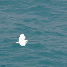 Cattle Egret