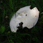 Meadow Mushroom/Weidechampignon