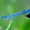 Common blue damselfly; Caballito del diablo común azul