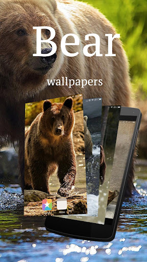 Bear Wallpapers