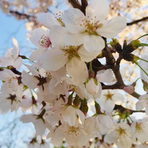 🌹🌷萌華🌸🌼