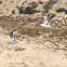 Western Gulls