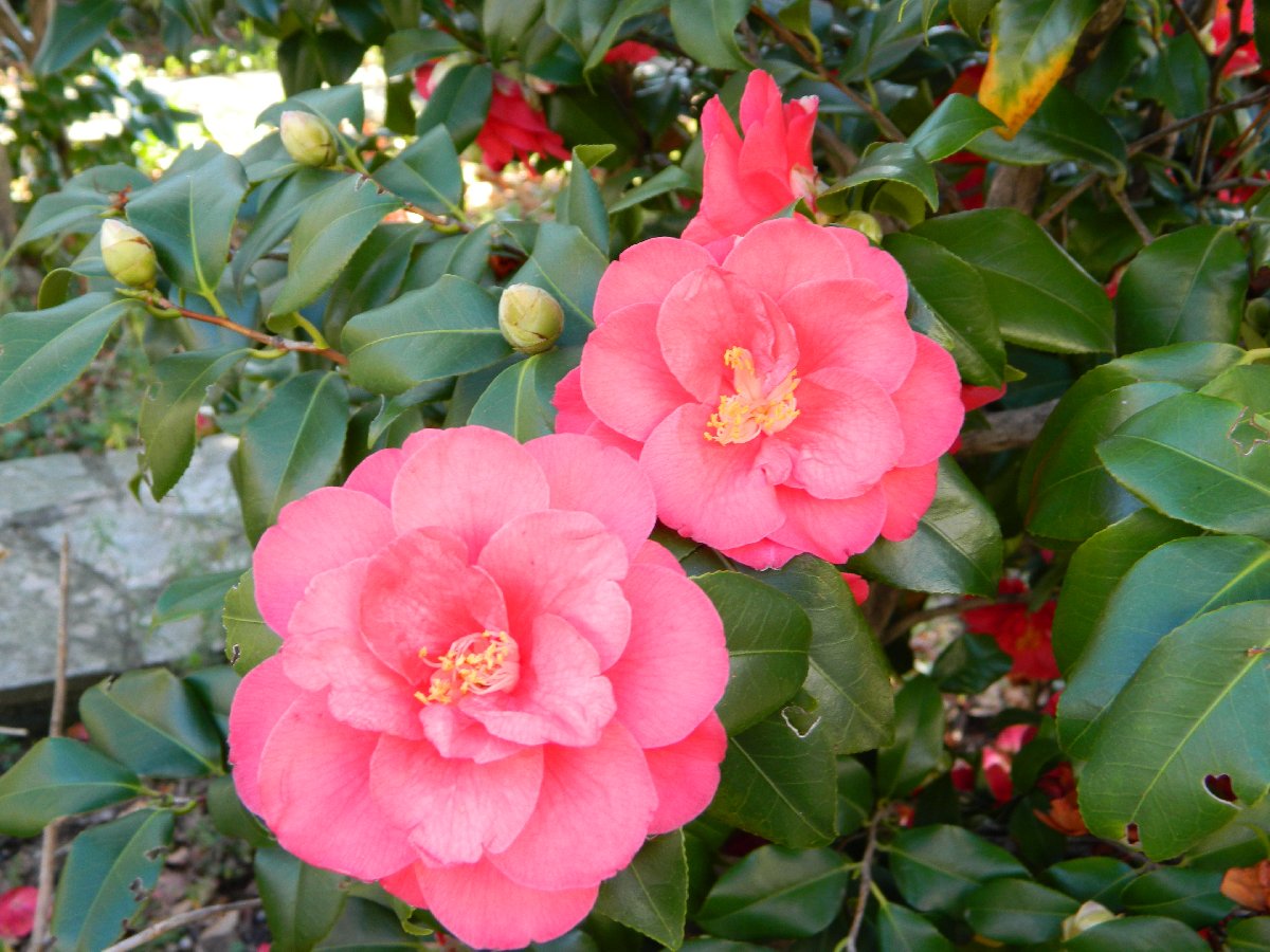 Camellia