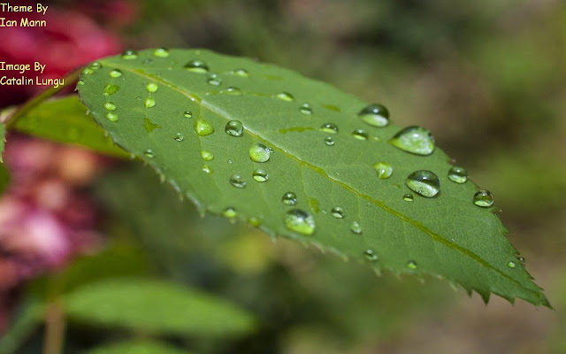 Leaf Drops chrome extension