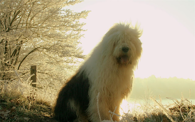 Old English Sheepdog Themes & New Tab