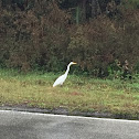 White Egret