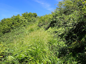 草が生い茂る道