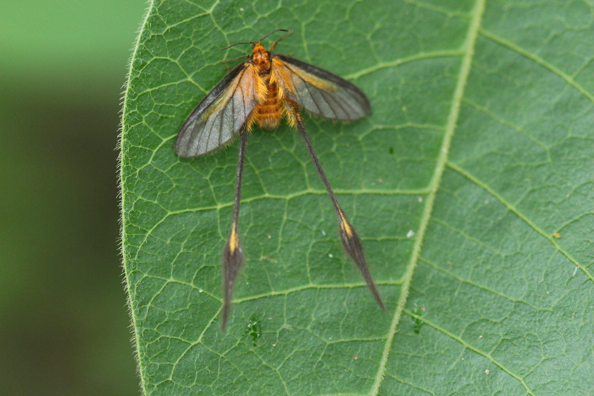 Long-tailed Moth