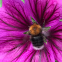 Tree bumblebee