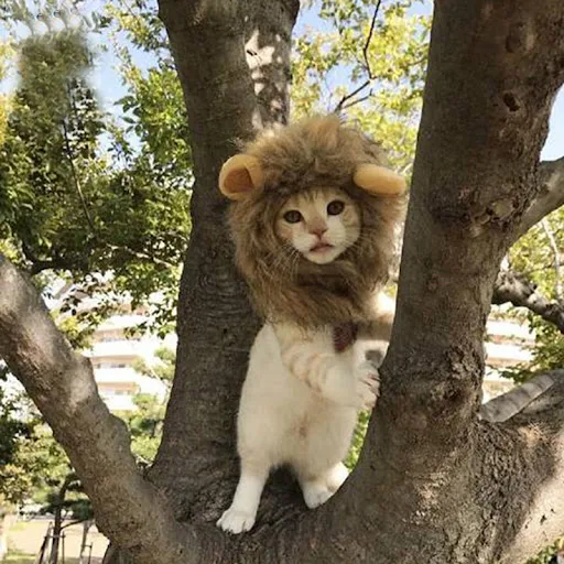 Funny Cute Pet Costume Cosplay The Lion Small Ears Wig Cap Hat for Cat Halloween Clothes Fancy Hat Cat Dog Headgear Hat 