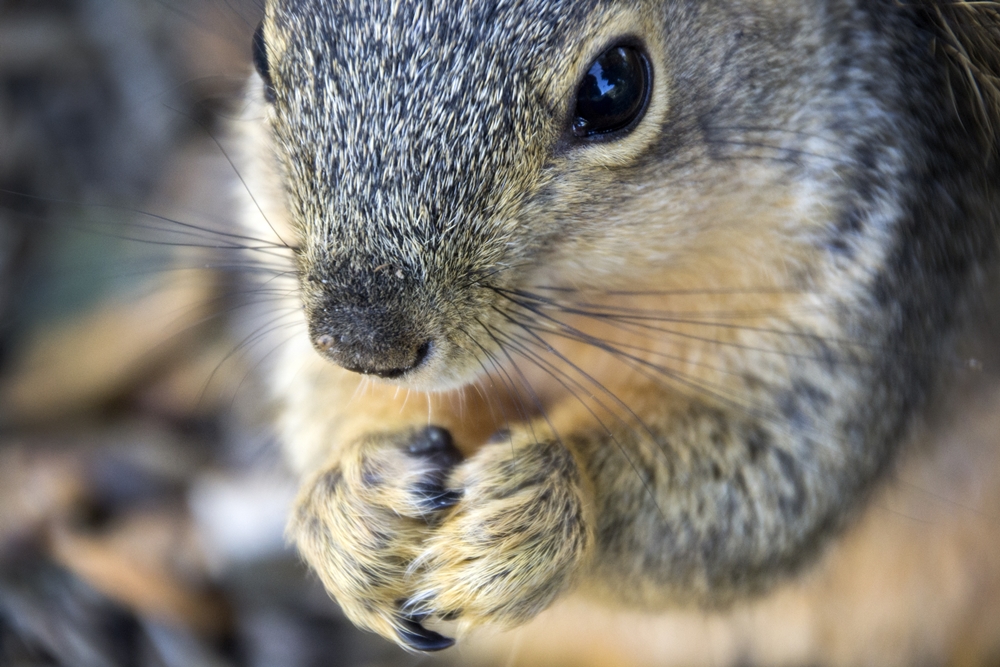 Fox Squirrel