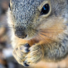 Fox Squirrel