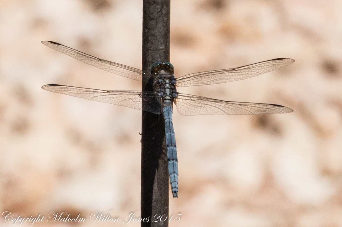 Epaulet Skimmer