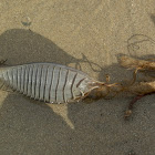 Swell Shark Egg Case