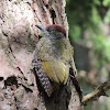 European Green Woodpecker