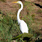 Great Egret