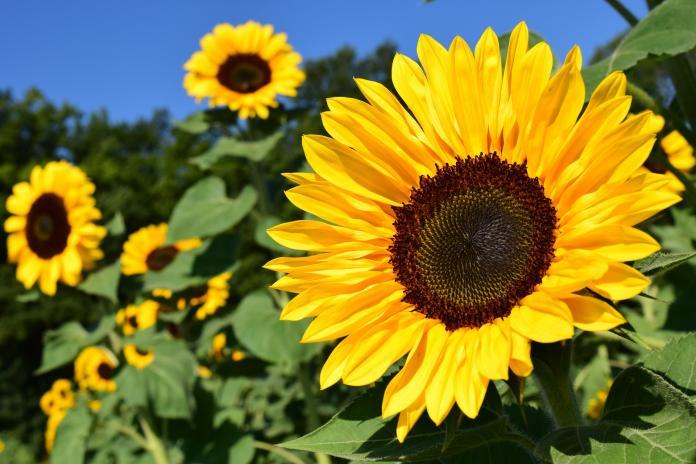 A group of sunflowers Description automatically generated