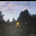 Spotted orbweaver