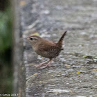 Wren