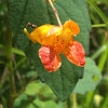 Jewel Weed