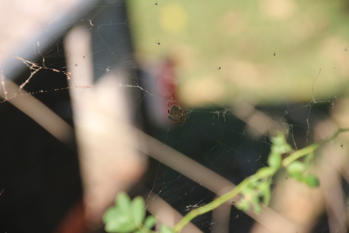 Orb Weaver