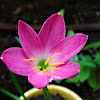 Pink rain lily