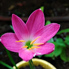 Pink rain lily