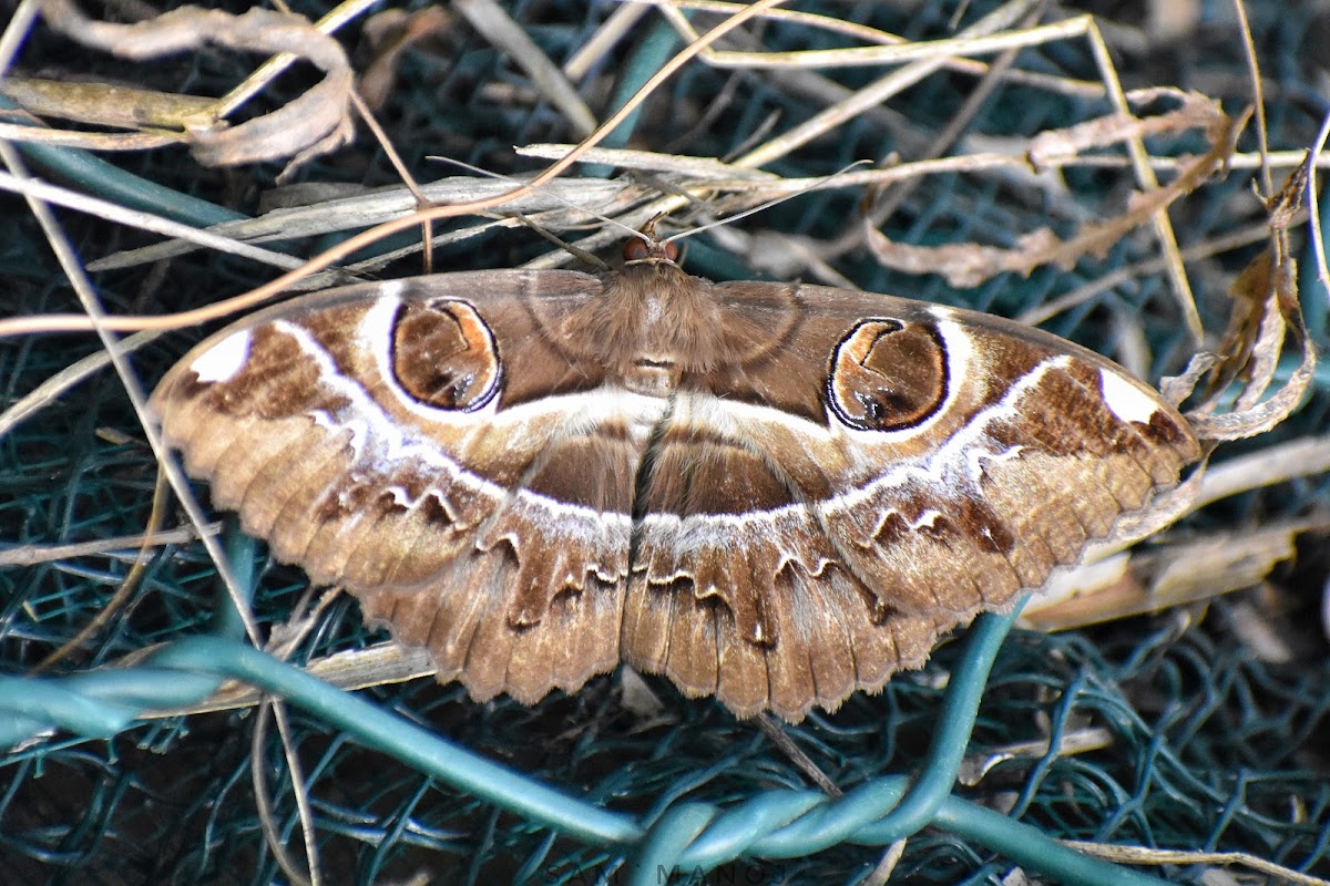 Owlet Moth / Owl Moth