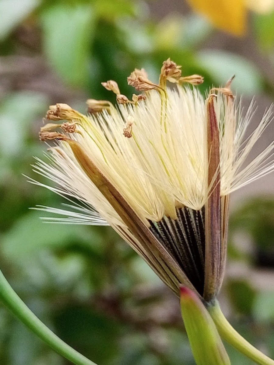 Flor paraquedas