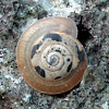 Land snail