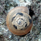 Land snail