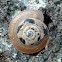 Land snail