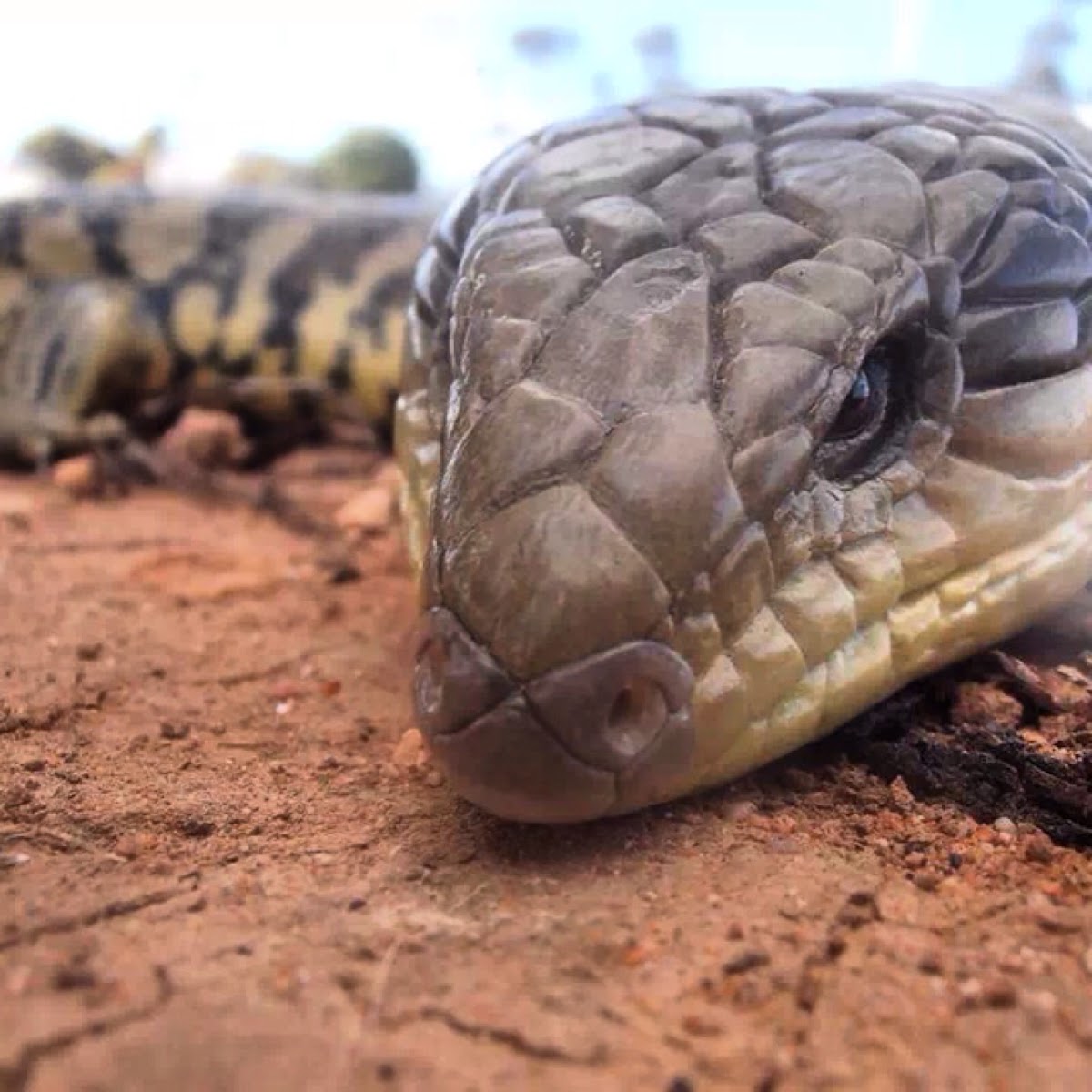 Blue tongue lizard