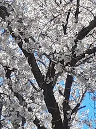 体験した花火(祭りに行った時)