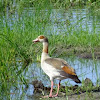 Egyptian goose