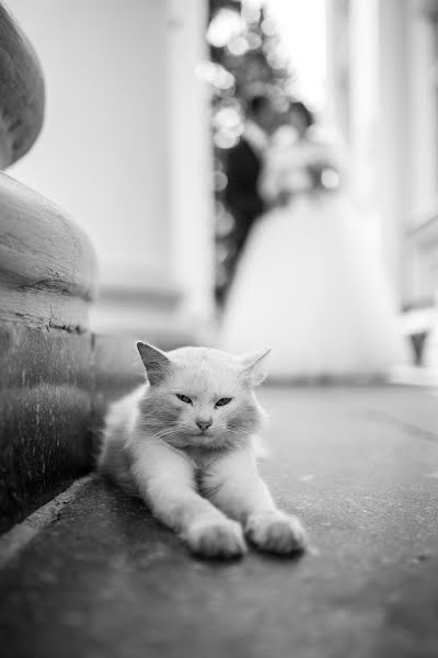 Fotógrafo de casamento Sergey Rtischev (sergrsg). Foto de 2 de janeiro 2019