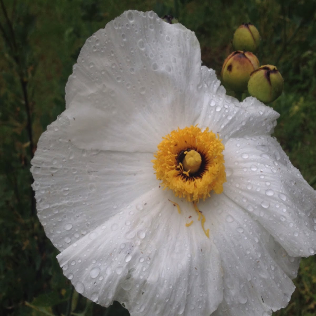 Mantilija Poppy